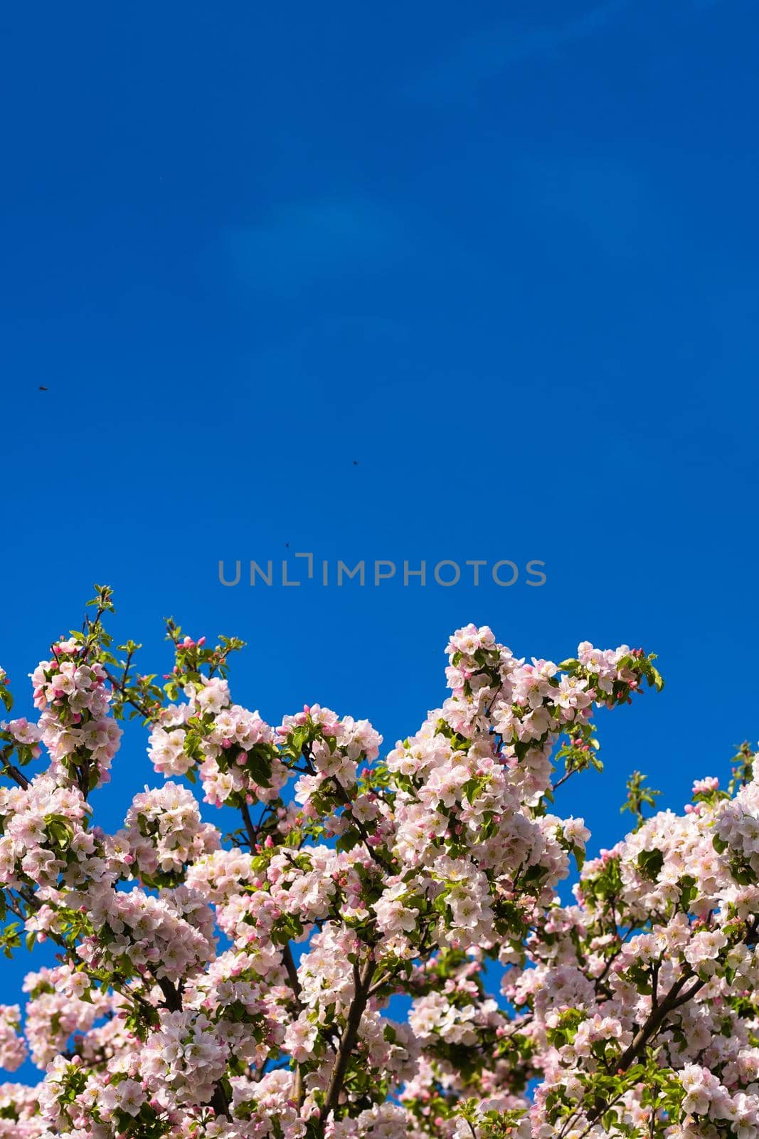 Background of apple tree branches with pink flowers on a blue sky background.