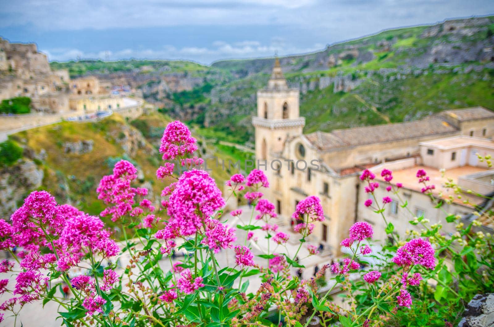 Red rose flowers and blurred background view of Church Chiesa San Pietro Caveoso, canyon and ravine with caves in historical centre old ancient town Sassi di Matera, Basilicata, Southern Italy