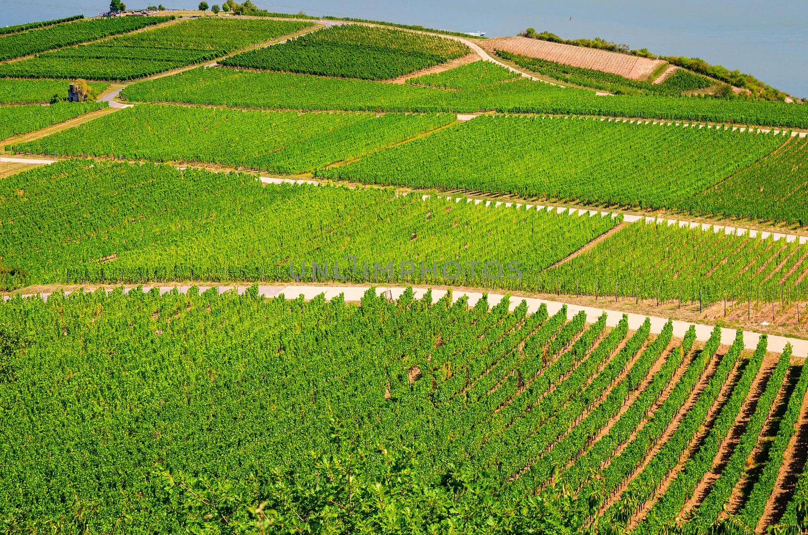 Vineyards green fields landscape with grapevine rows on hills in Rhine Gorge or river Rhine Valley, Rheingau wine region on Roseneck mount near Rudesheim am Rhein town, State of Hesse, Germany