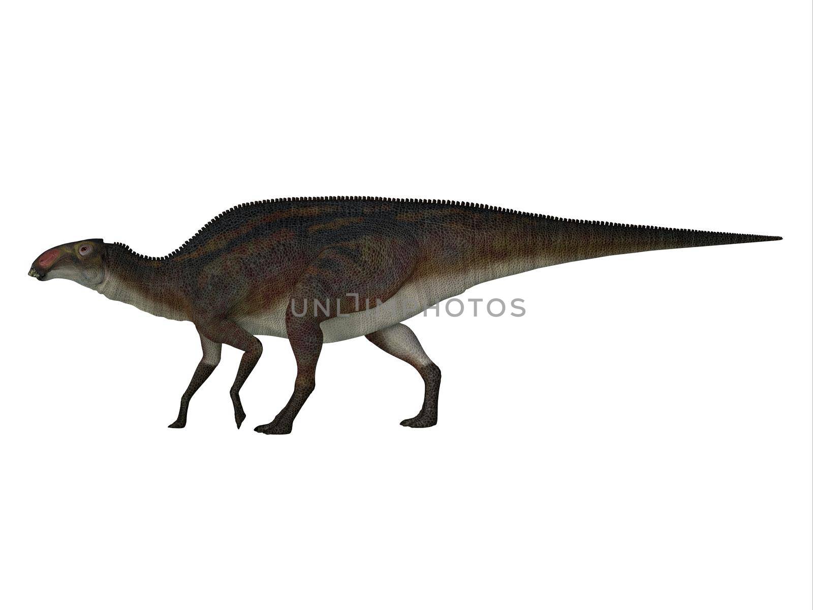 Brachylophosaurus Cretaceous Dinosaur by Catmando