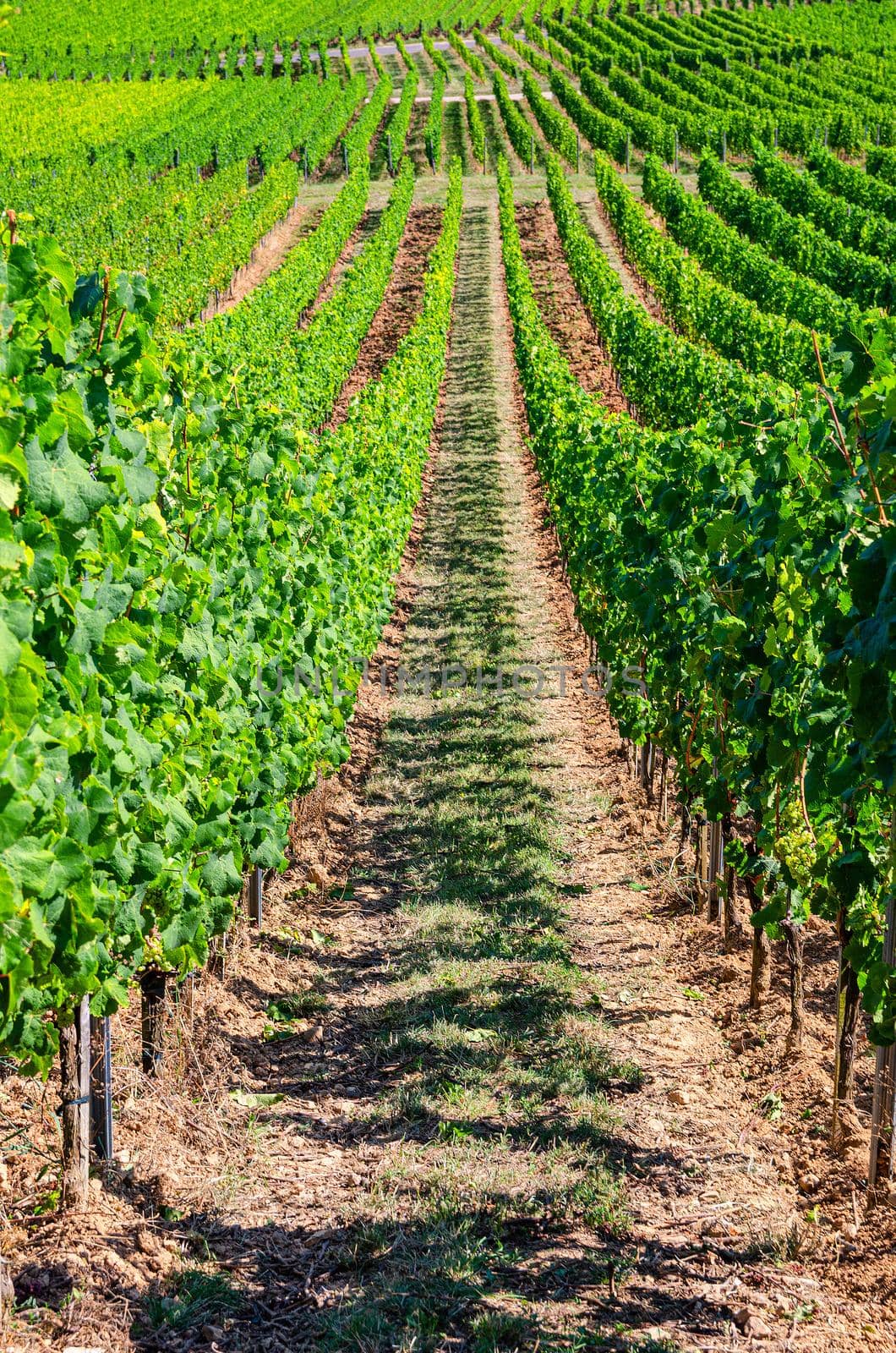 Grapevine rows in vineyards green fields landscape with grape trellis on hills in river Rhine Valley, Rheingau wine region on Roseneck mount near Rudesheim town, State of Hesse, Germany