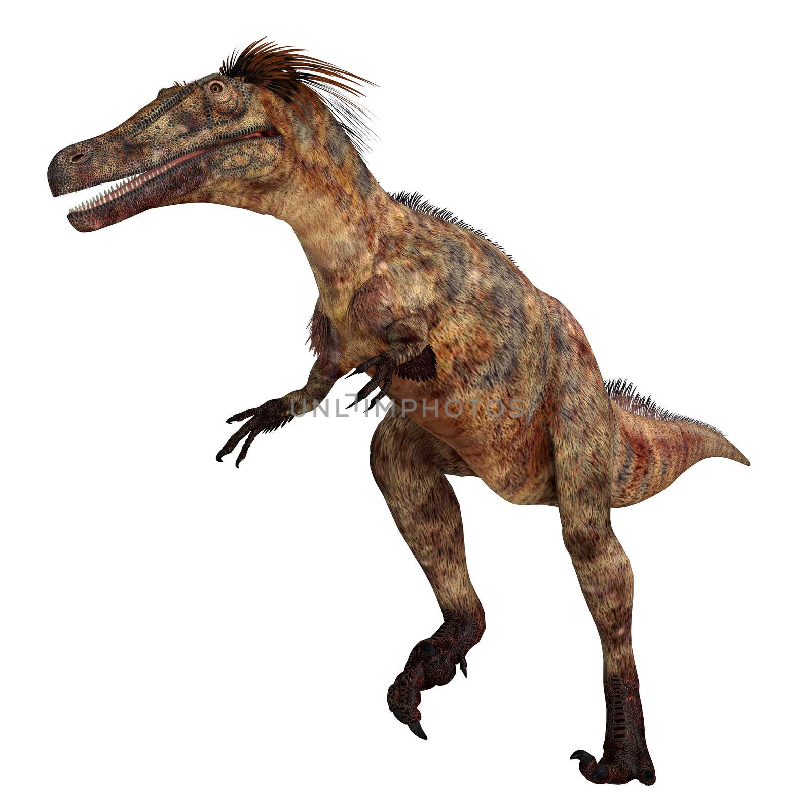 Austroraptor was a carnivorous theropod dinosaur that lived in Argentina during the Cretaceous Period.