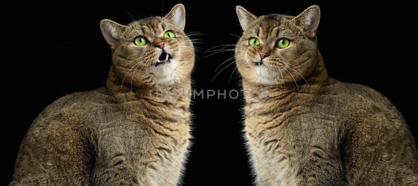 Adult gray cat Scottish Straight sits on a black background. Sad and angry muzzle, green eyes 