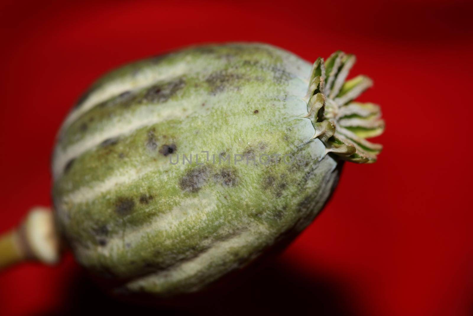 Opium fruit papaver somniferum family papavaraceae close up botanical background high quality big size print home decor agricultural psychoactive flowers