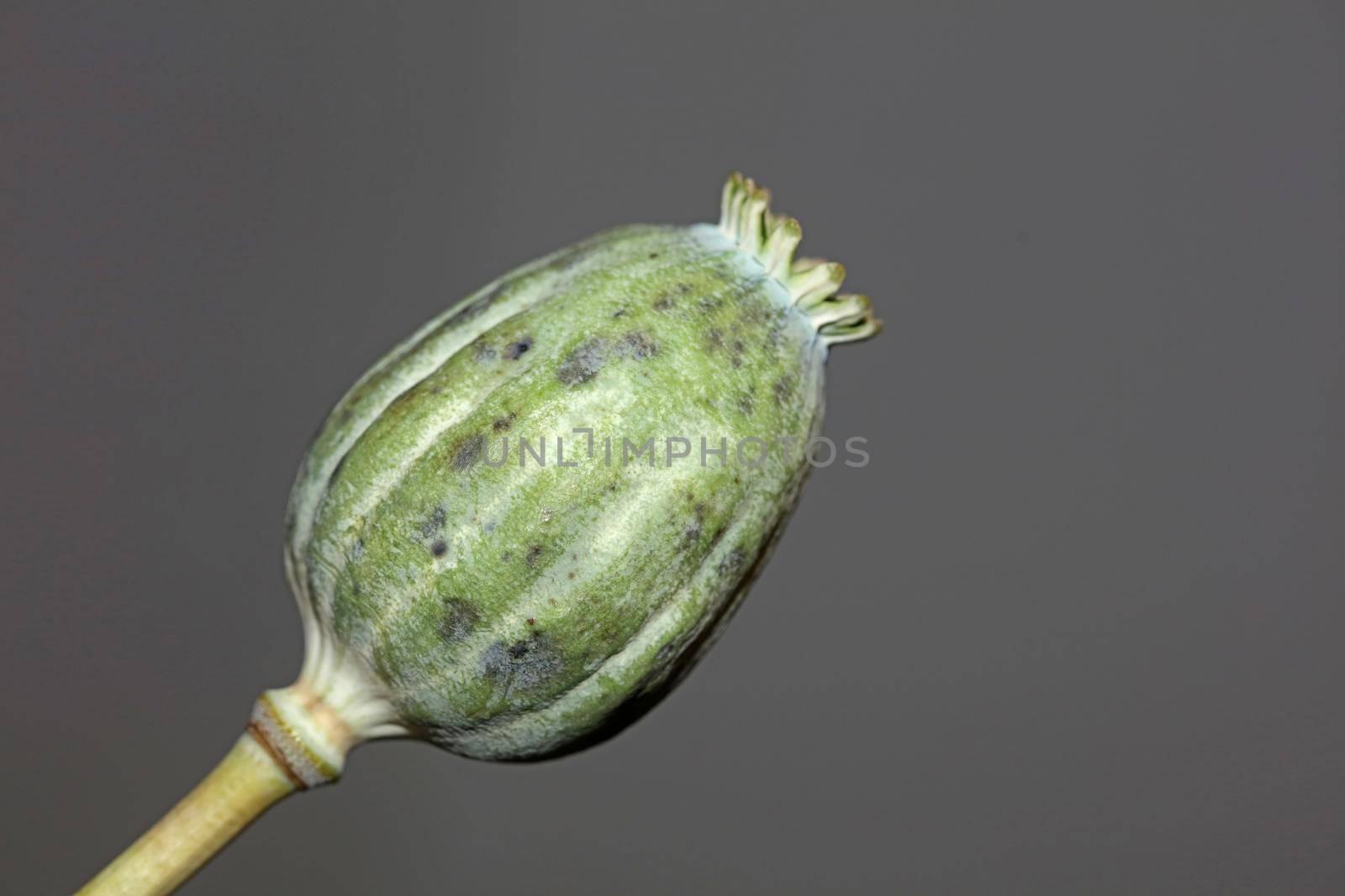 Opium fruit papaver somniferum family papavaraceae close up botanical background high quality big size print home decor agricultural psychoactive flowers