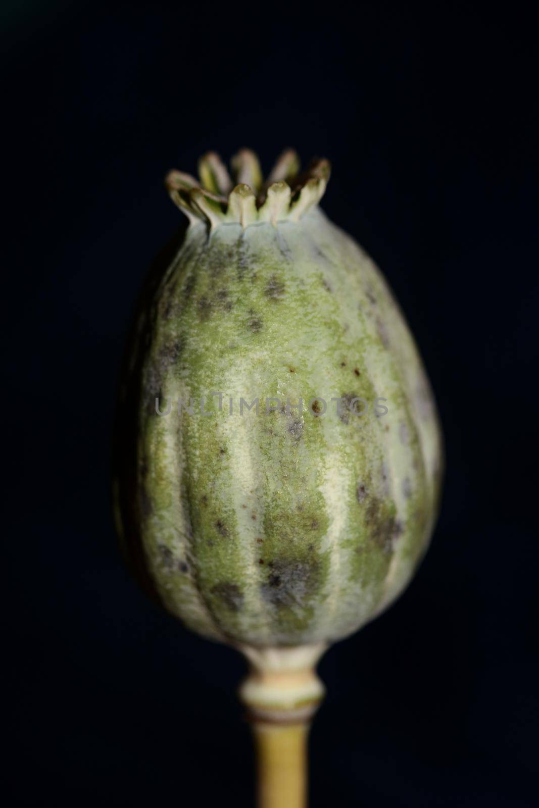 Opium fruit papaver somniferum family papavaraceae close up botanical background high quality big size prints home decor agricultural psychoactive flowers by BakalaeroZz