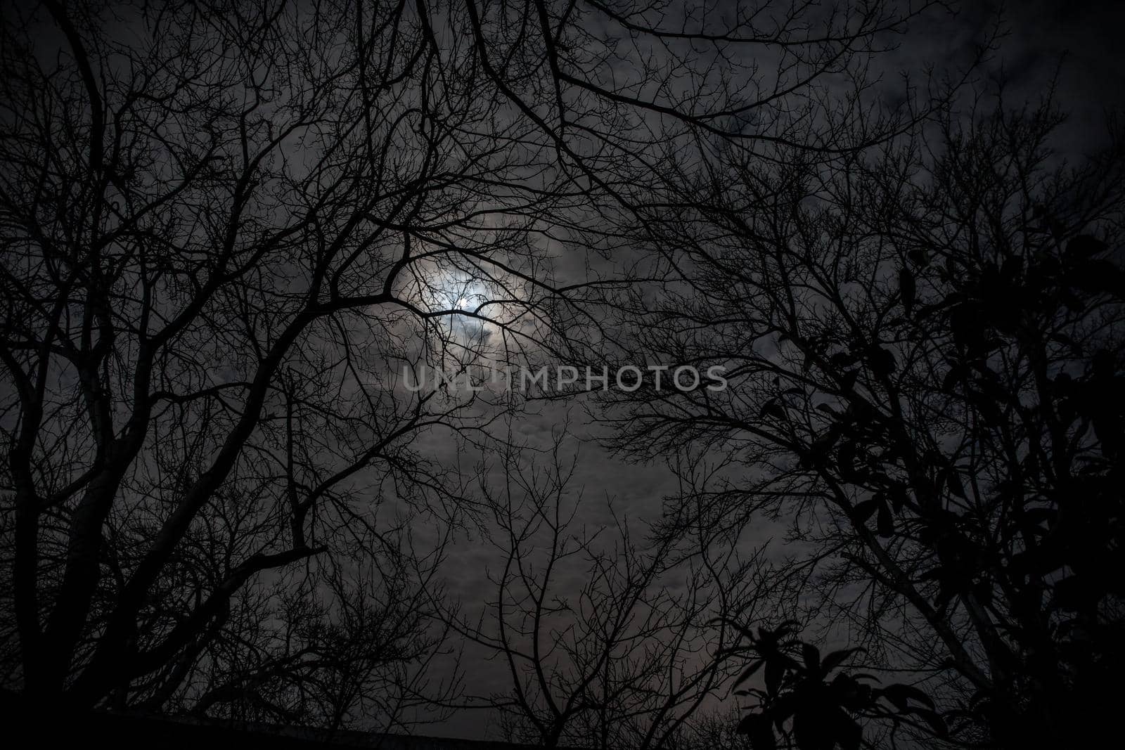 The full moon in cloudy sky seen through branches of trees at night. Selective focus