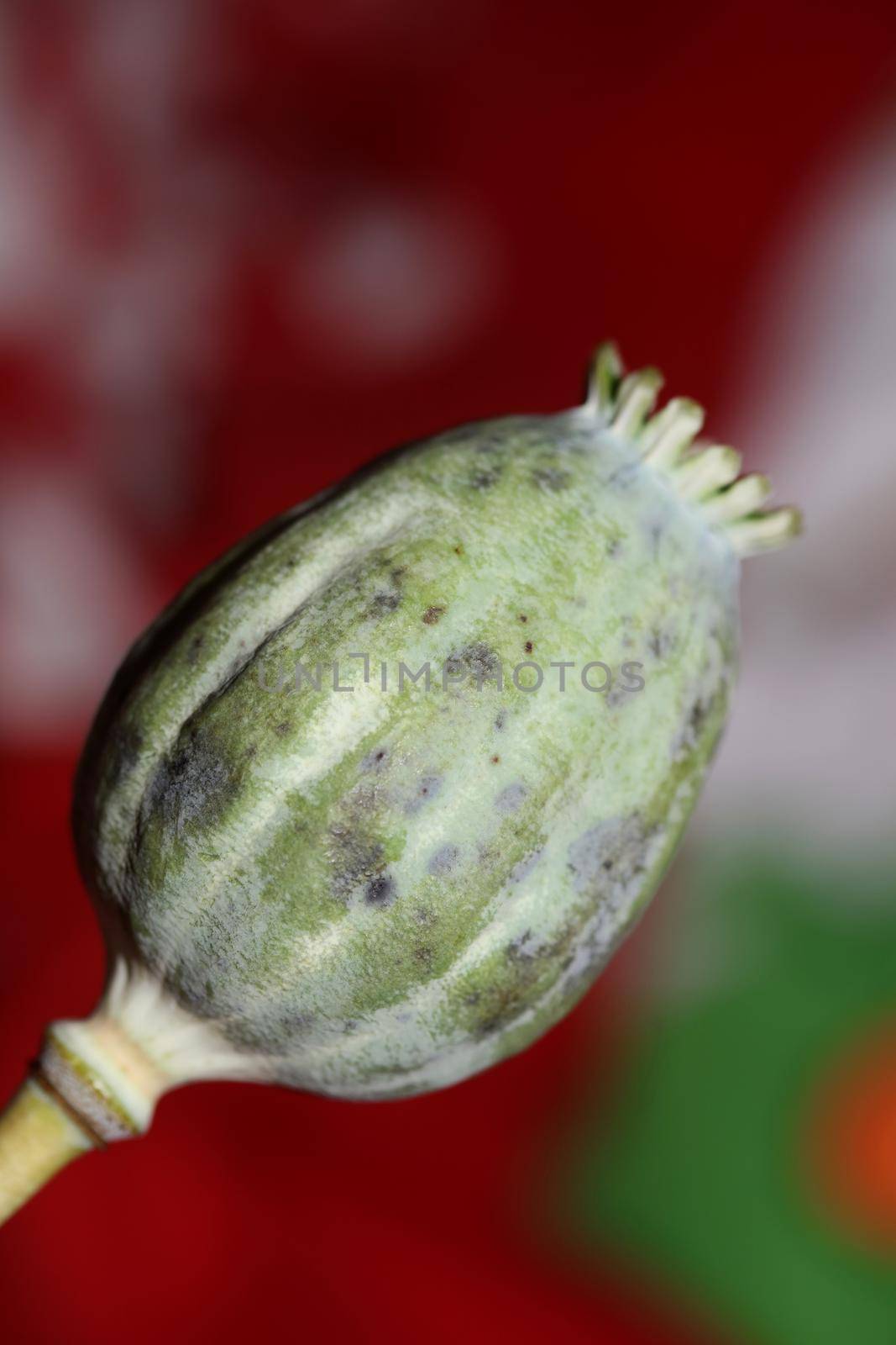 Opium fruit papaver somniferum family papavaraceae close up botanical background high quality big size print home decor agricultural psychoactive flowers