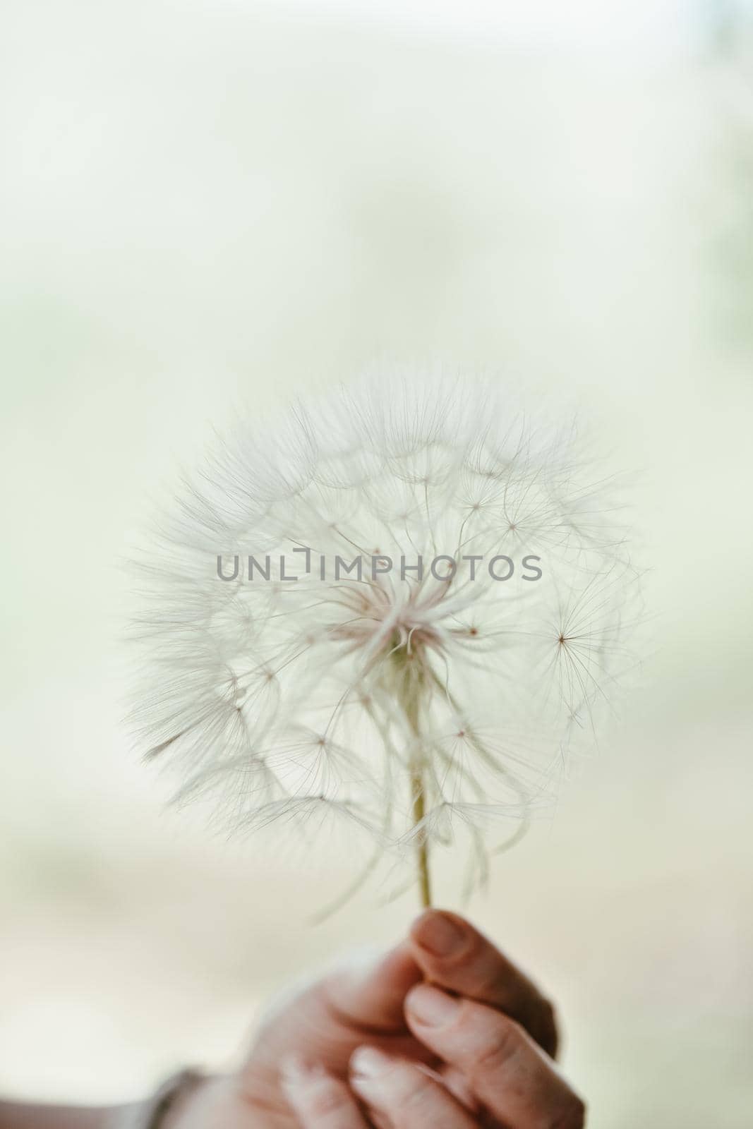 A large white ball of dandelion in hand against the sky. High quality photo