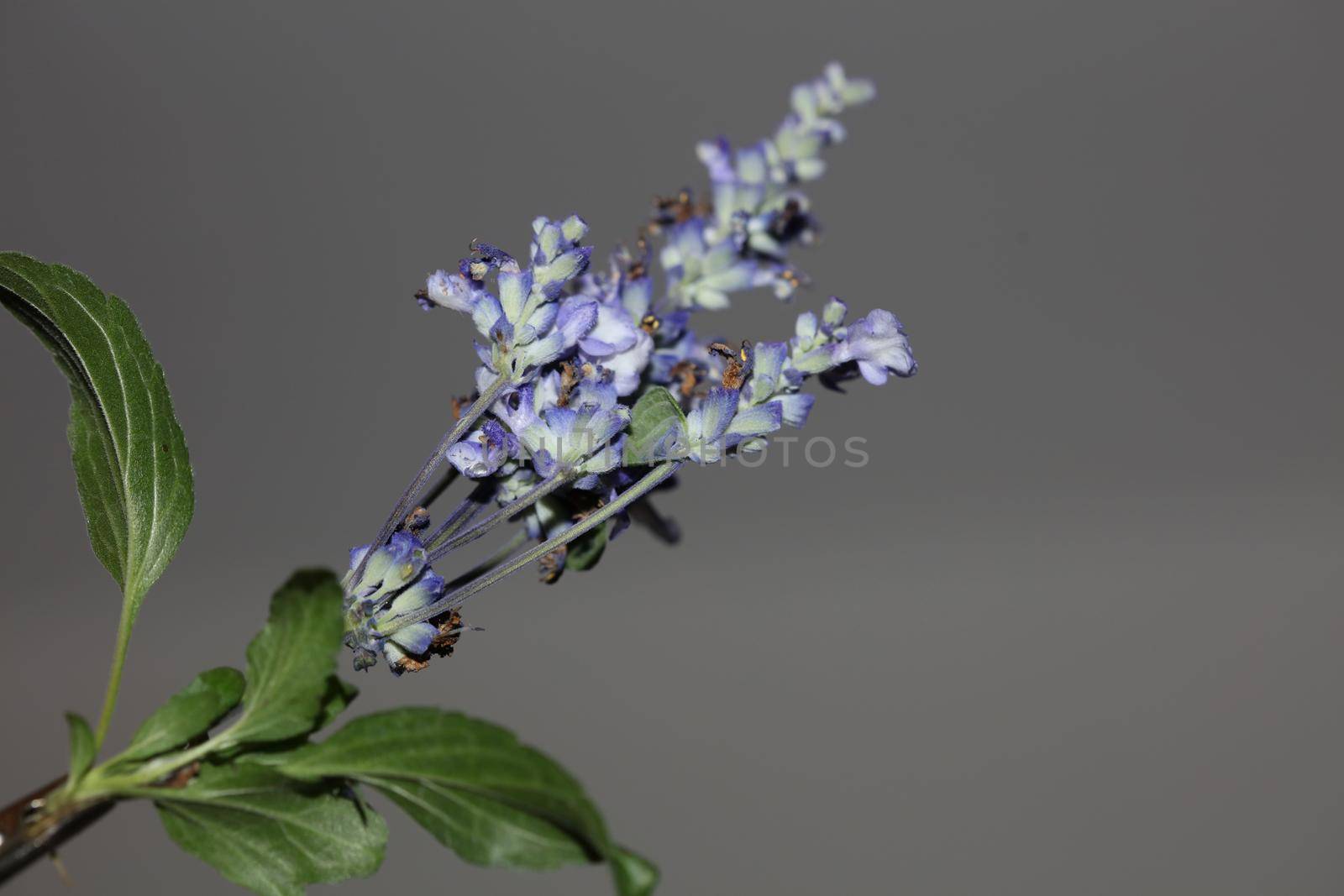 Flower blossom salvia divinorum family lamiaceae close up botanical background high quality big size prints home decor agricultural psychoactive flowers