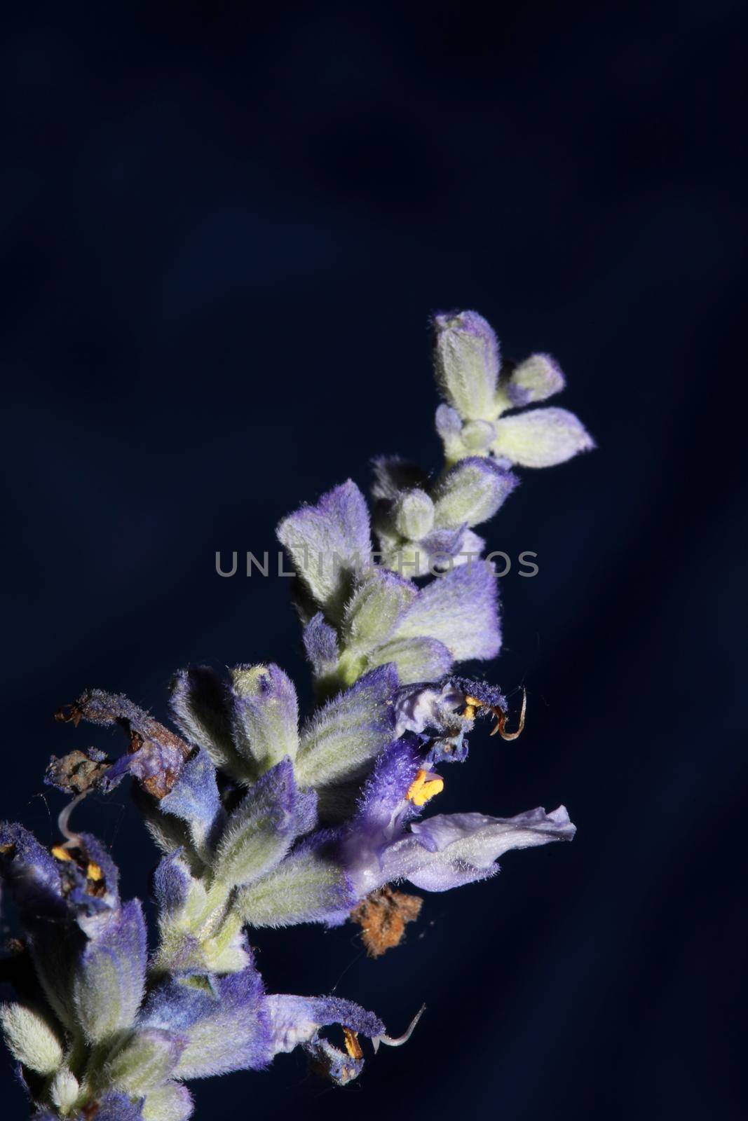 Flower blossom salvia divinorum family lamiaceae close up botanical background high quality big size print home decor agricultural psychoactive flowers by BakalaeroZz