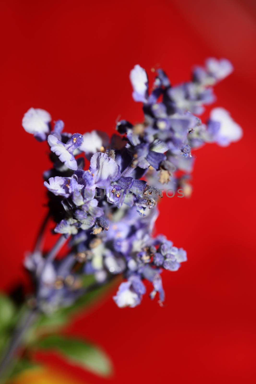 Flower blossom salvia divinorum family lamiaceae close up botanical background high quality big size print home decor agricultural psychoactive flowers by BakalaeroZz