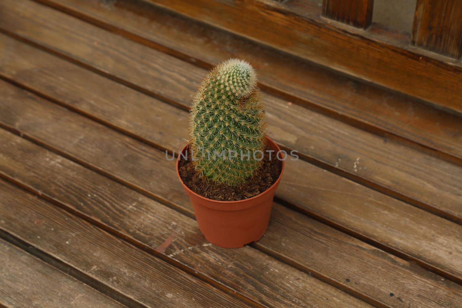 Cactus in a pot. colorful background. Aloe and other succulents in a colorful ceramic pot.