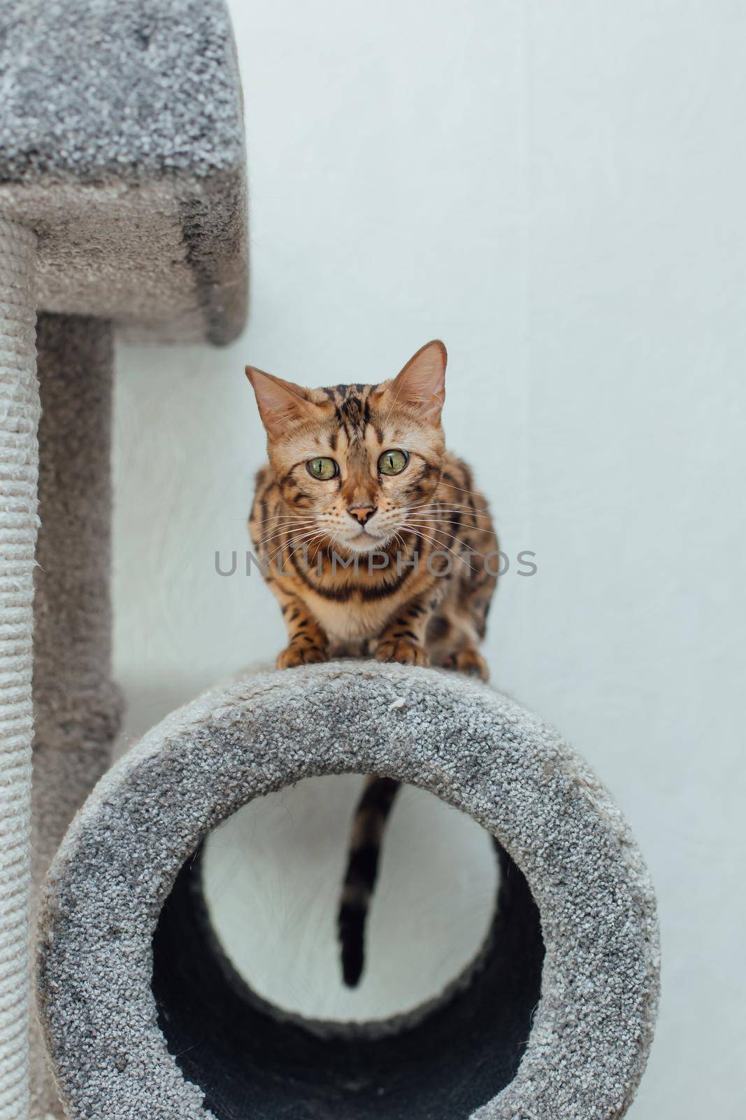 Young cute bengal cat laying on a soft cat's shelf of a cat's house indoors.