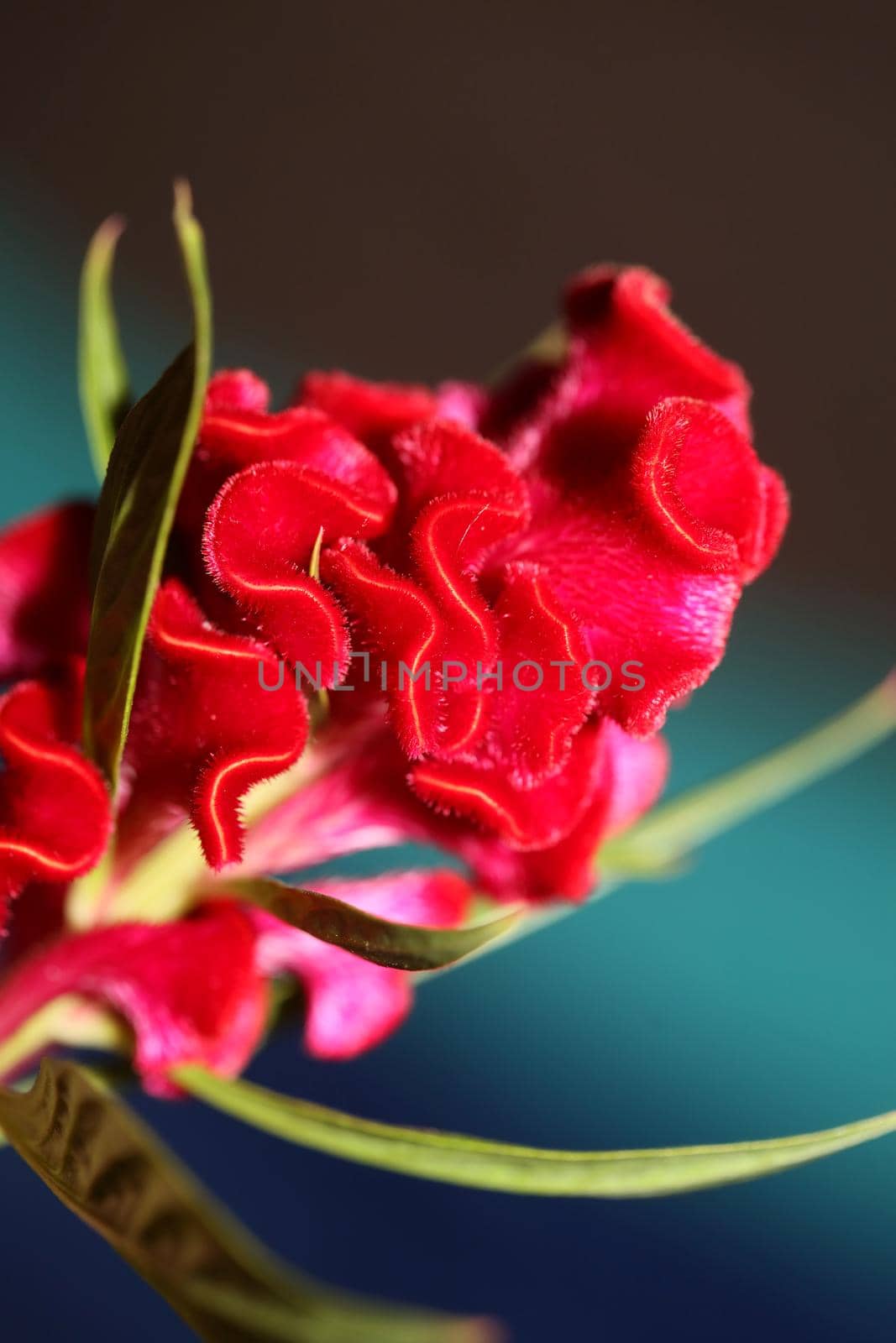 Red flower blossom close up celosia argentea family amaranthaceae botanical background high quality big size prints