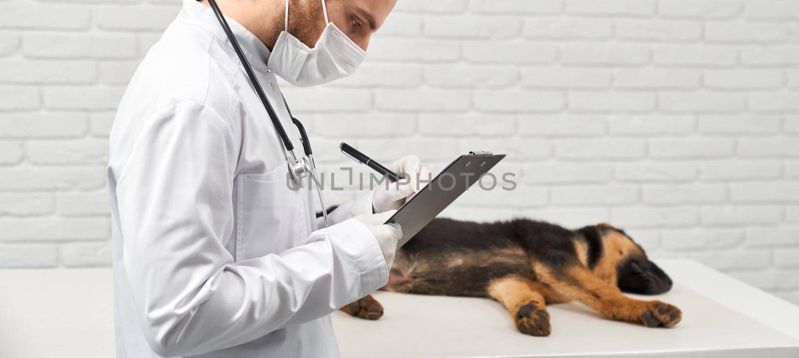 Side view of medical worker in lab coat mask and gloves noting results of pedigree dog examination. Crop of veterinarian with notes near table with sleeping dog. Concept of vet examination procedure.