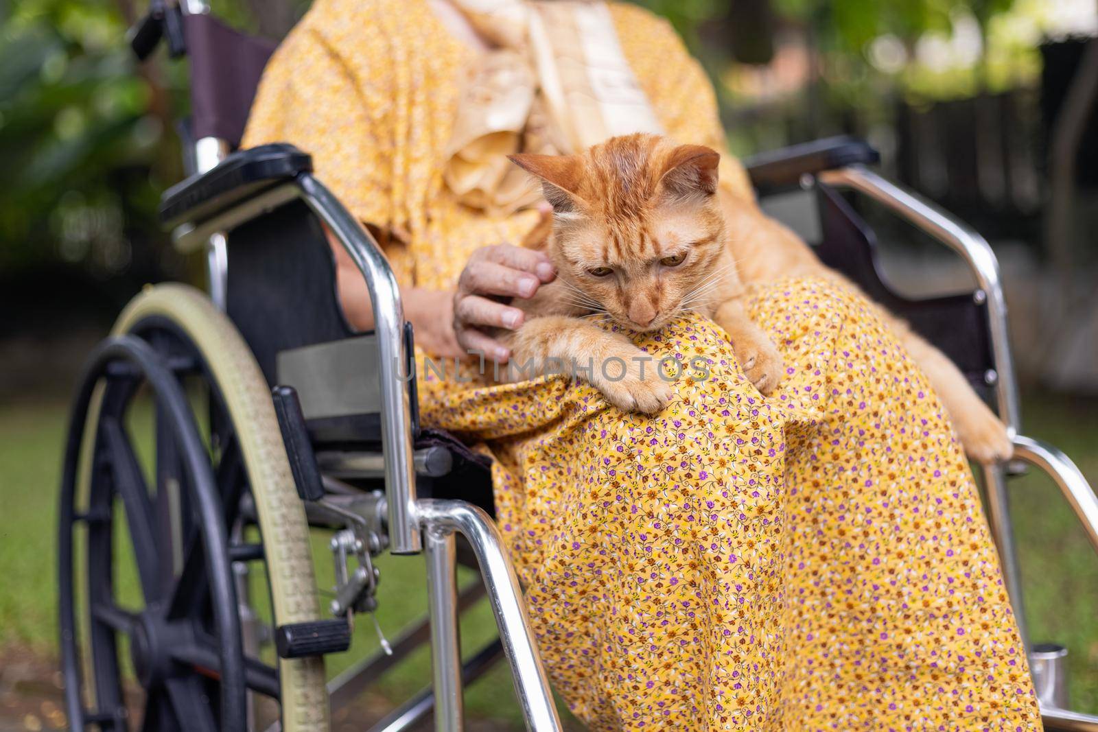Elderly woman holding ginger cat on wheelchair in backyard