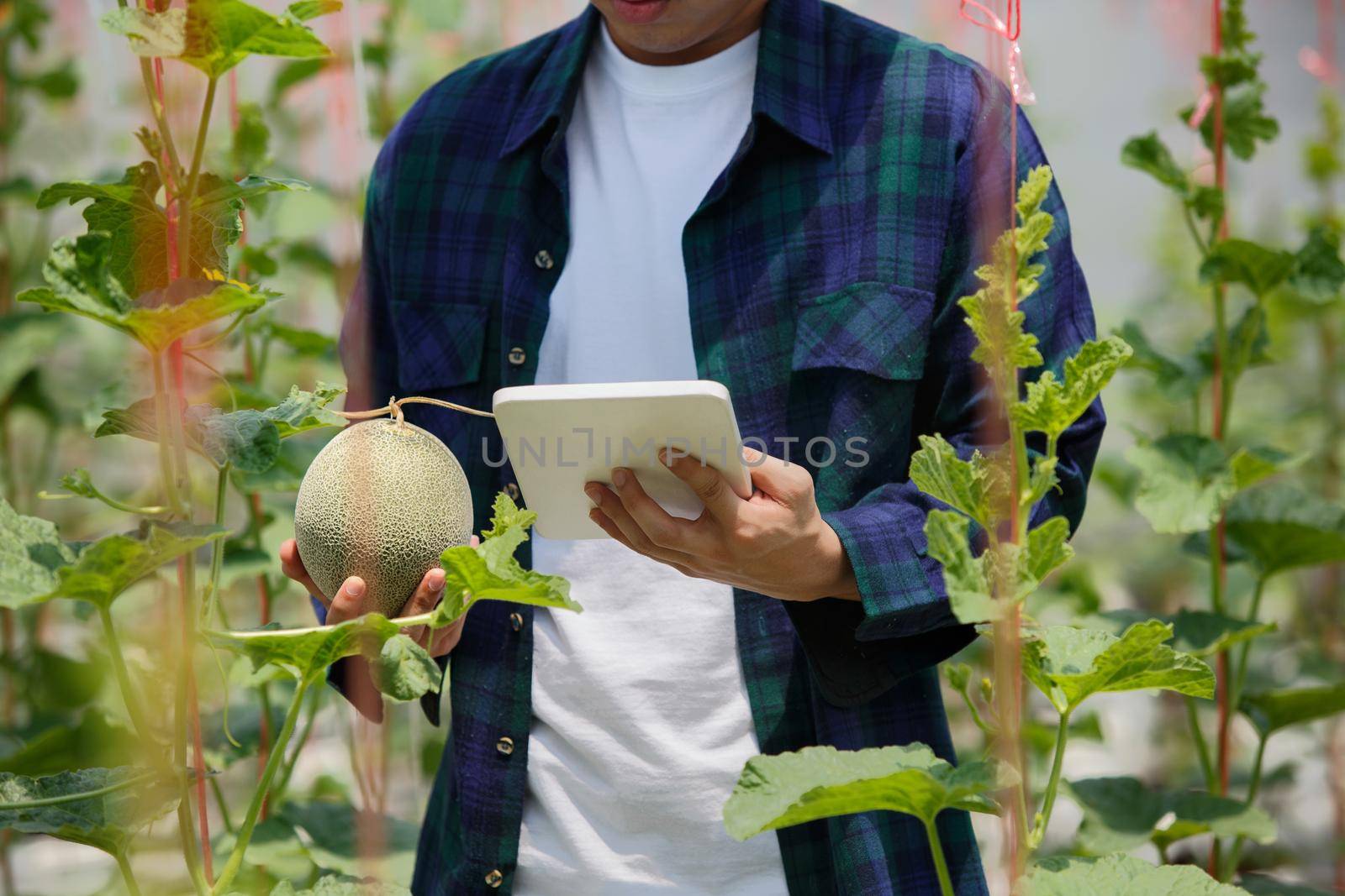 Smart farm, Farmer using tablet computer control agricultural system in greenhouse by toa55