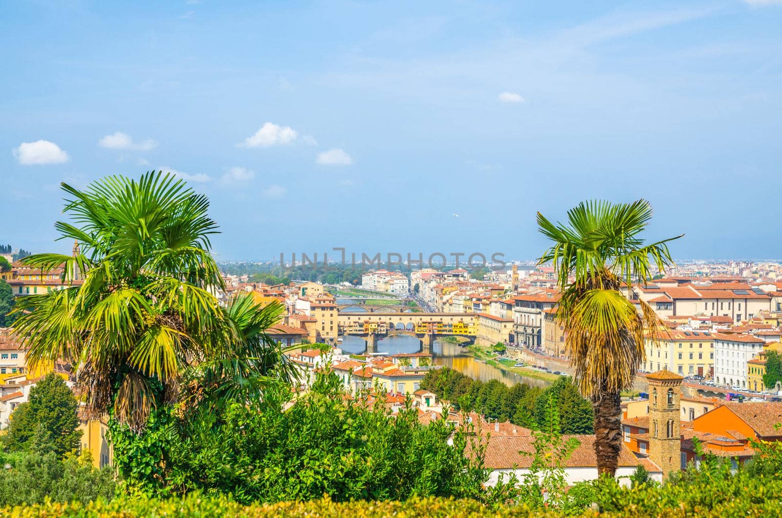 Top aerial panoramic view of Florence city with Ponte Vecchio bridge over Arno river, buildings with orange red tiled roofs, palm trees, blue sky white clouds, Tuscany, Italy