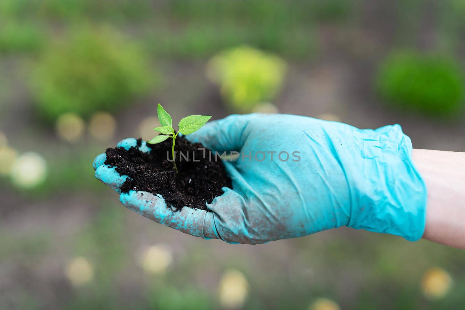 Young seedlings of pepper and tomato. The concept of gardening and seedlings. Young plant. A young girl holds seedlings in her hands