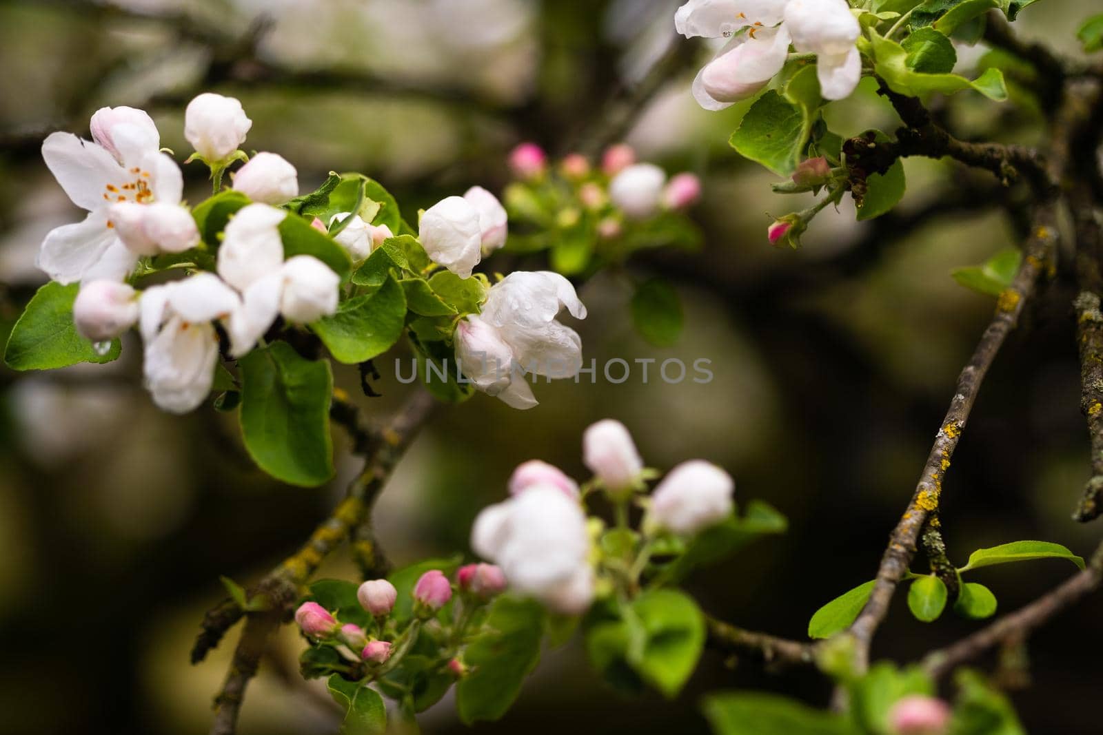 Blooming apple tree in spring after rain.