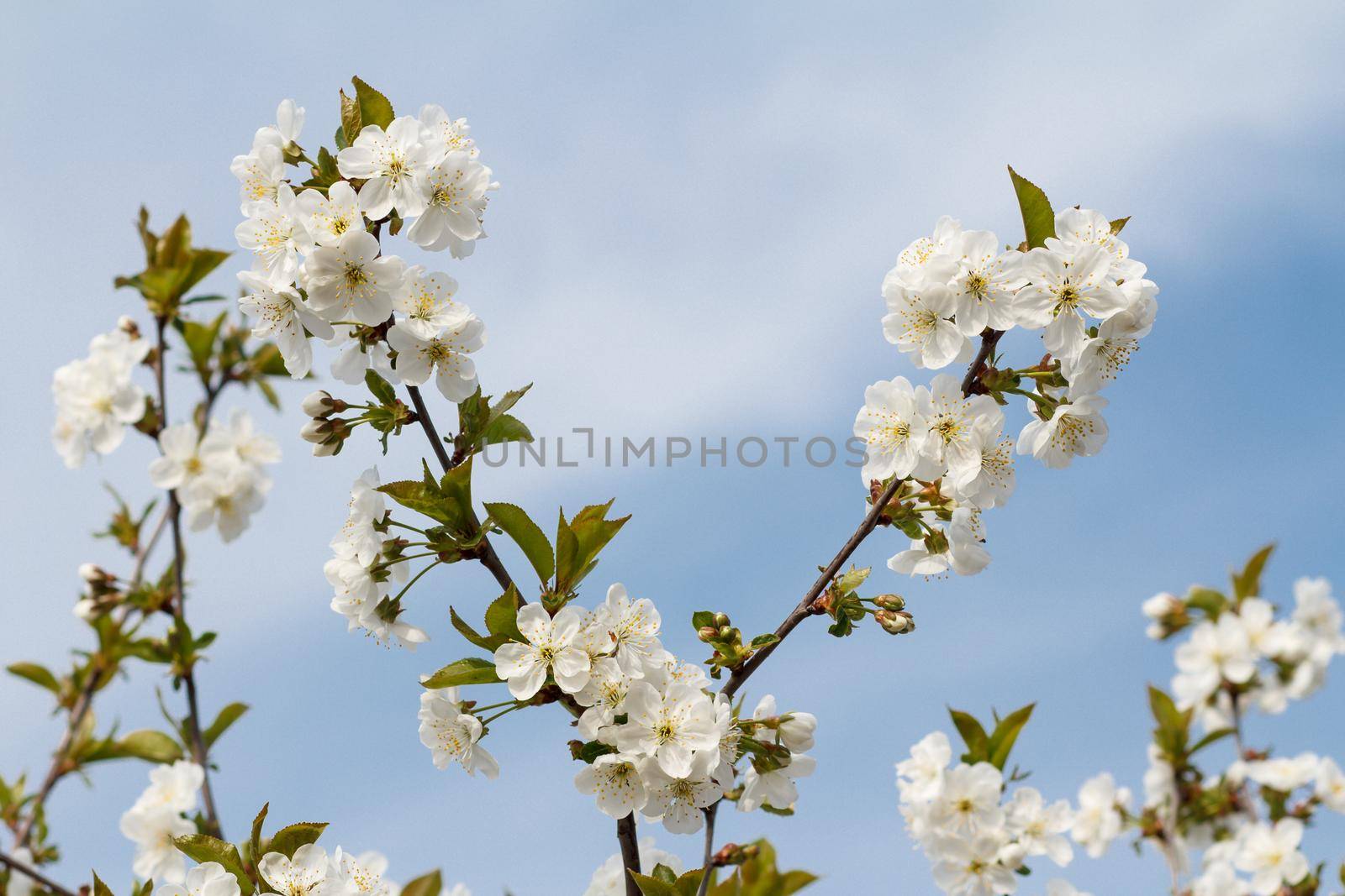 Branch of cherry tree in the period of spring flowering on blurred blue sky background. Selective focus