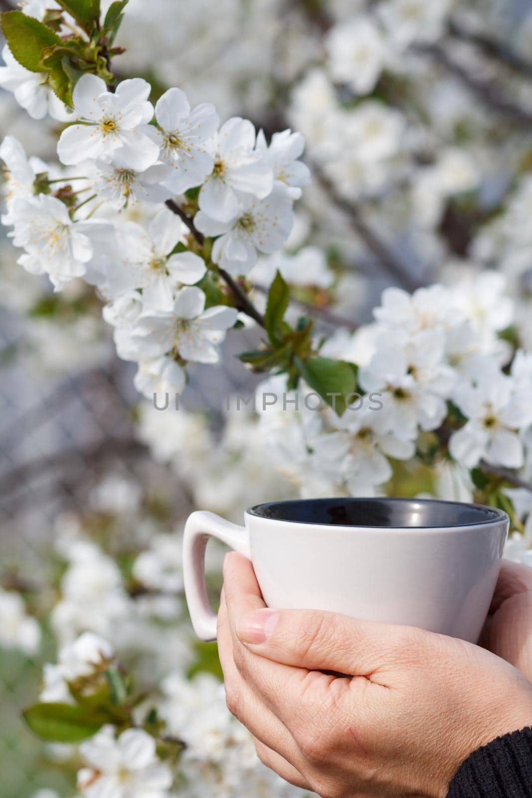 Female hands hold a white porcelain cup with flowering cherry tree on the background. Selective focus on cup