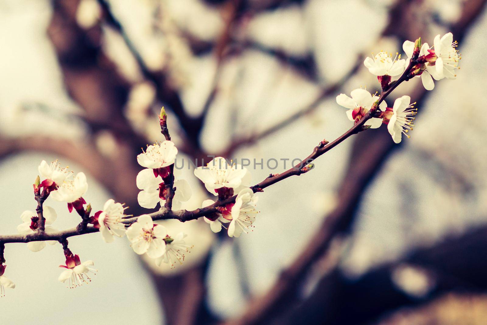 Branch of apricot tree in the period of spring flowering on blurred blue sky background. Selective focus