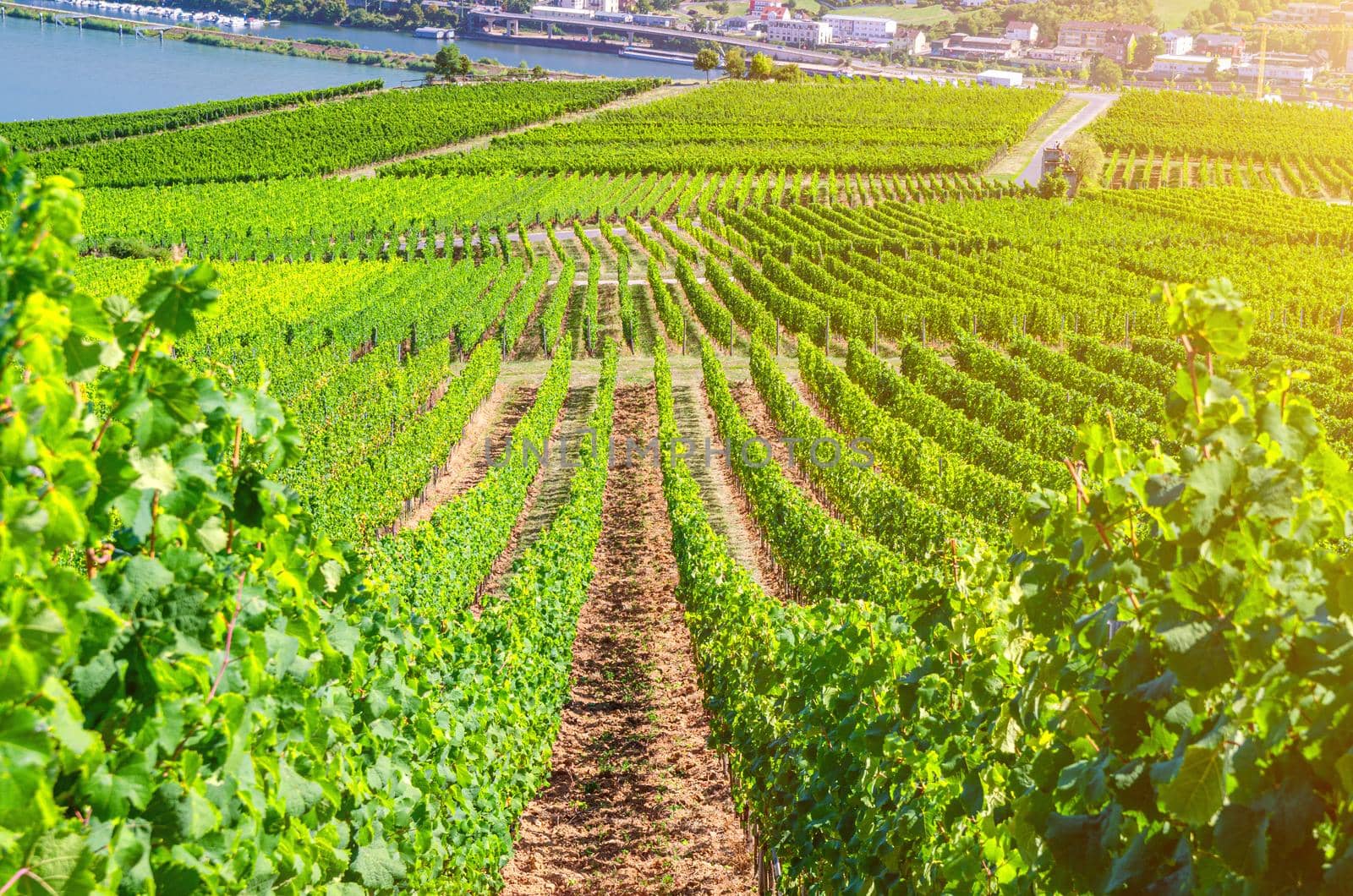 Vineyards green fields landscape with grapevine rows, grape trellis and path road on hills in river Rhine Valley, Rheingau wine region on Roseneck mount near Rudesheim town, State of Hesse, Germany