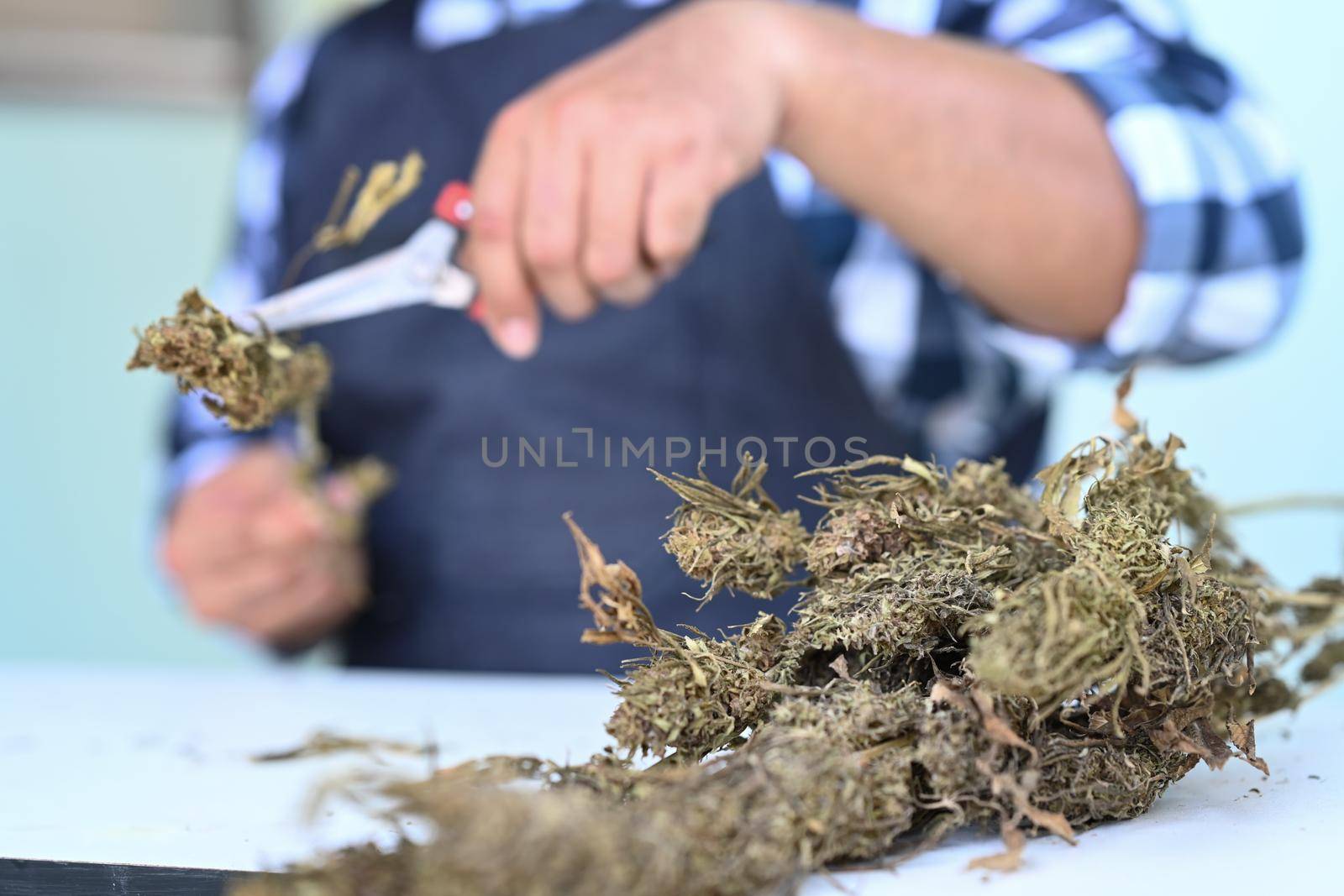 Cropped shot farmer cutting cannabis flower. Herbal alternative medicine, cbd oil, pharmaceutical industry concept.