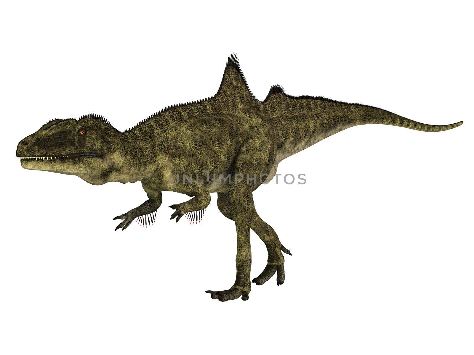 Concavenator was a carnivorous theropod dinosaur that lived in Spain during the Cretaceous Period.