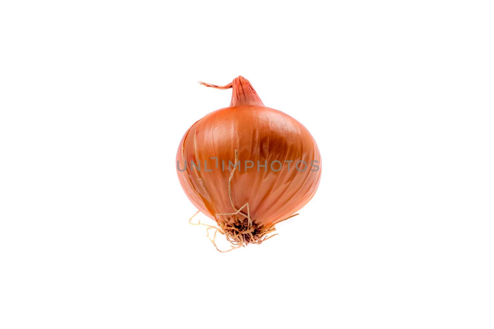 A fresh onion. Isolated on white background.