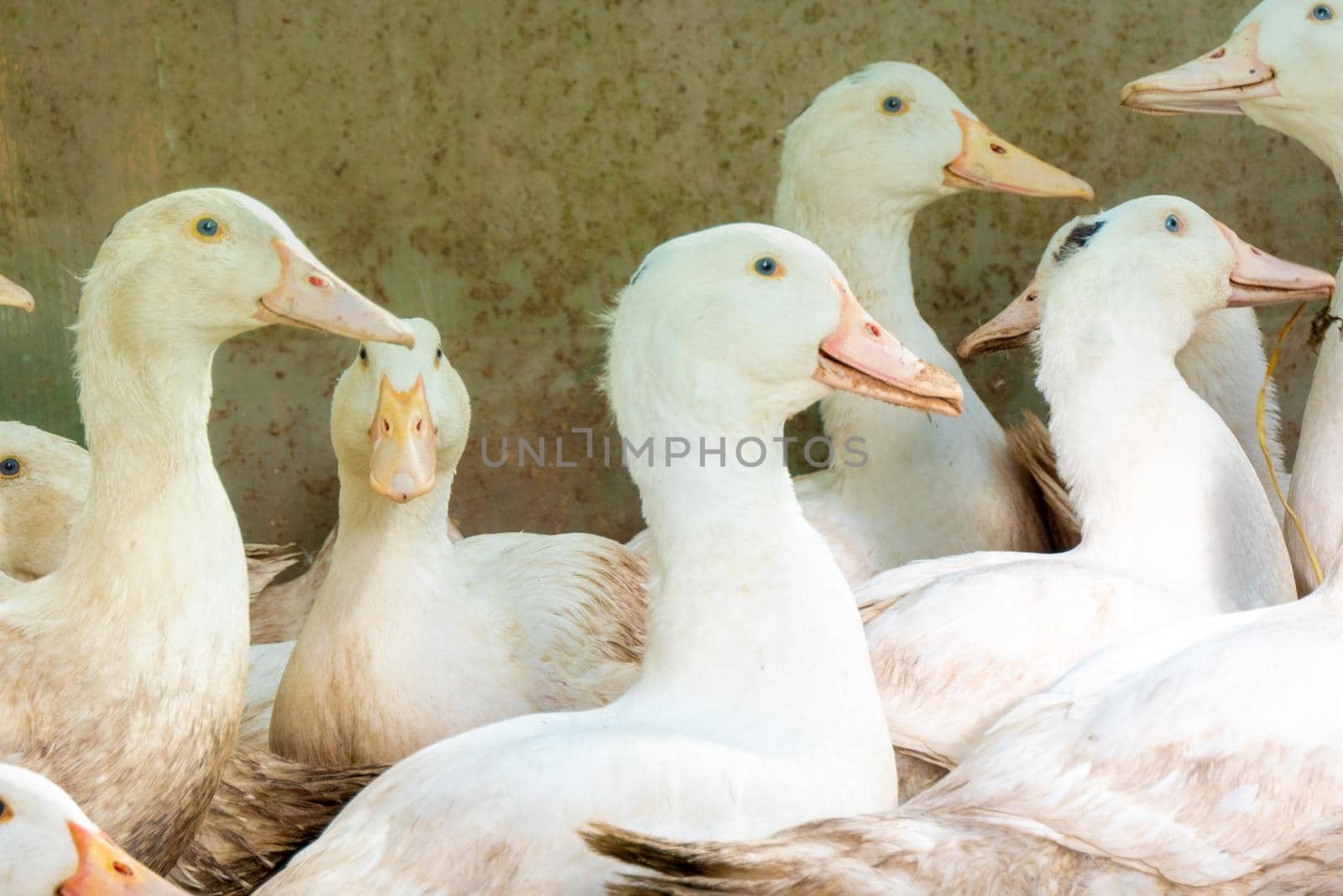 Flock of white domestic geese. Ranch duck Feeding High quality photo