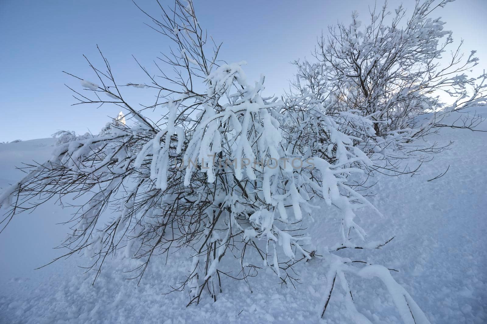 Beautiful winter tree and branches covered with snow.