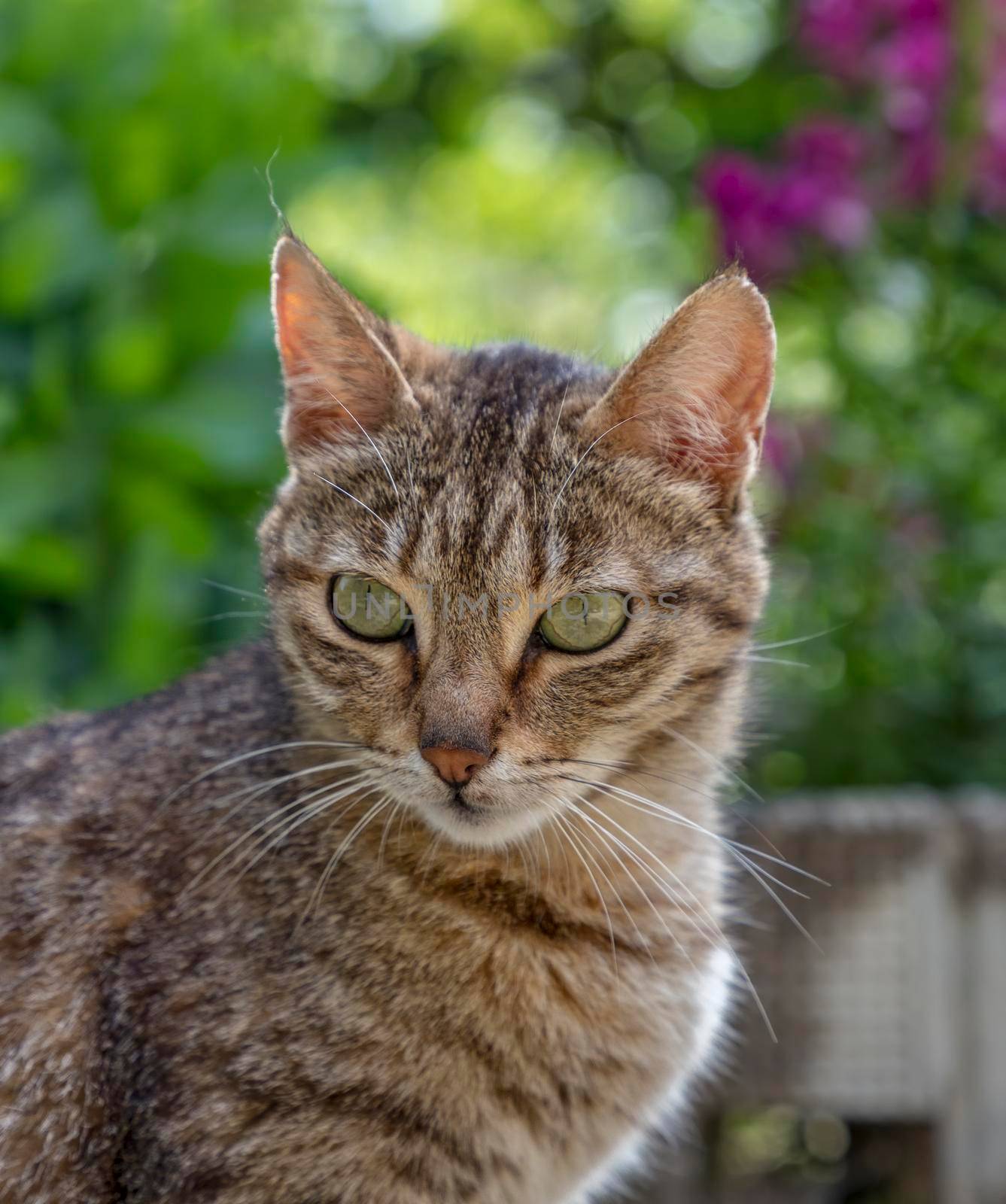 Portrait of beauty wild cat with green eyes in the garden by EdVal