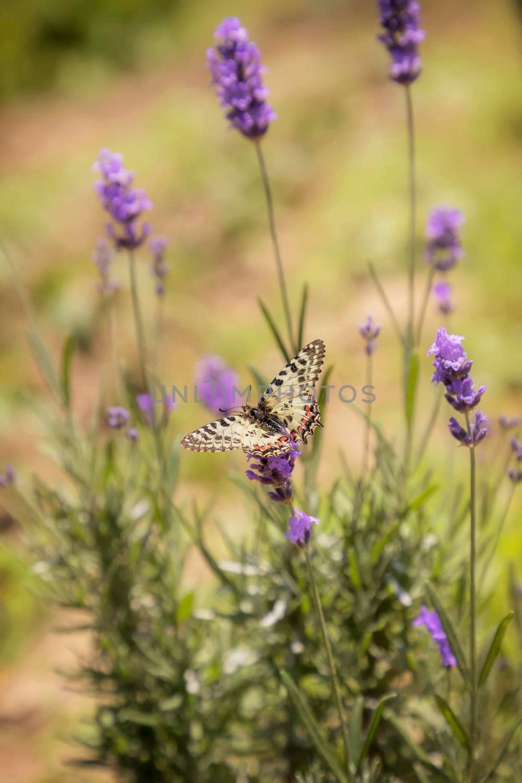 a beautiful motley butterfly perched at the lavender flower, Vertical view