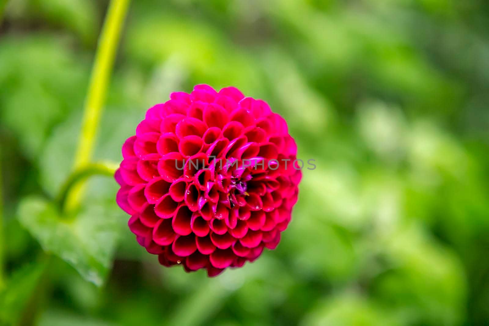 Red flower in the green field. Nature flower image concept in the field. Blurred background