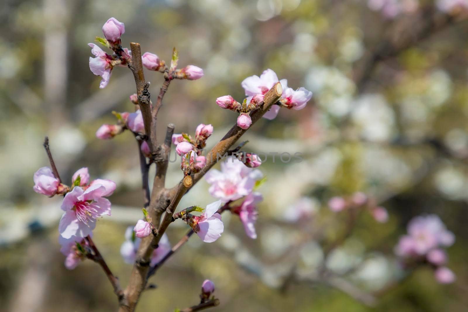 Spring blossoms tree. A tree branch in springtime. Springtime nature background