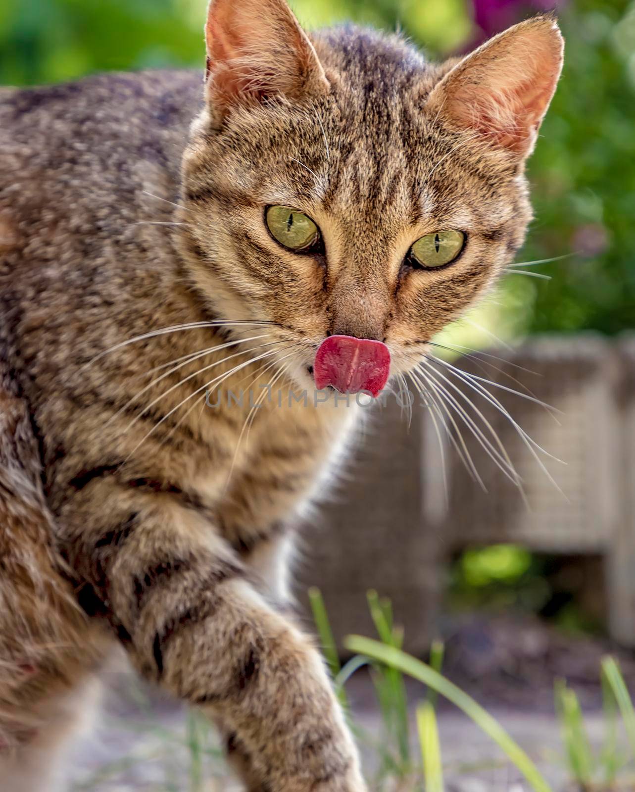 wildcat with tongue after delicious eats. Close up by EdVal