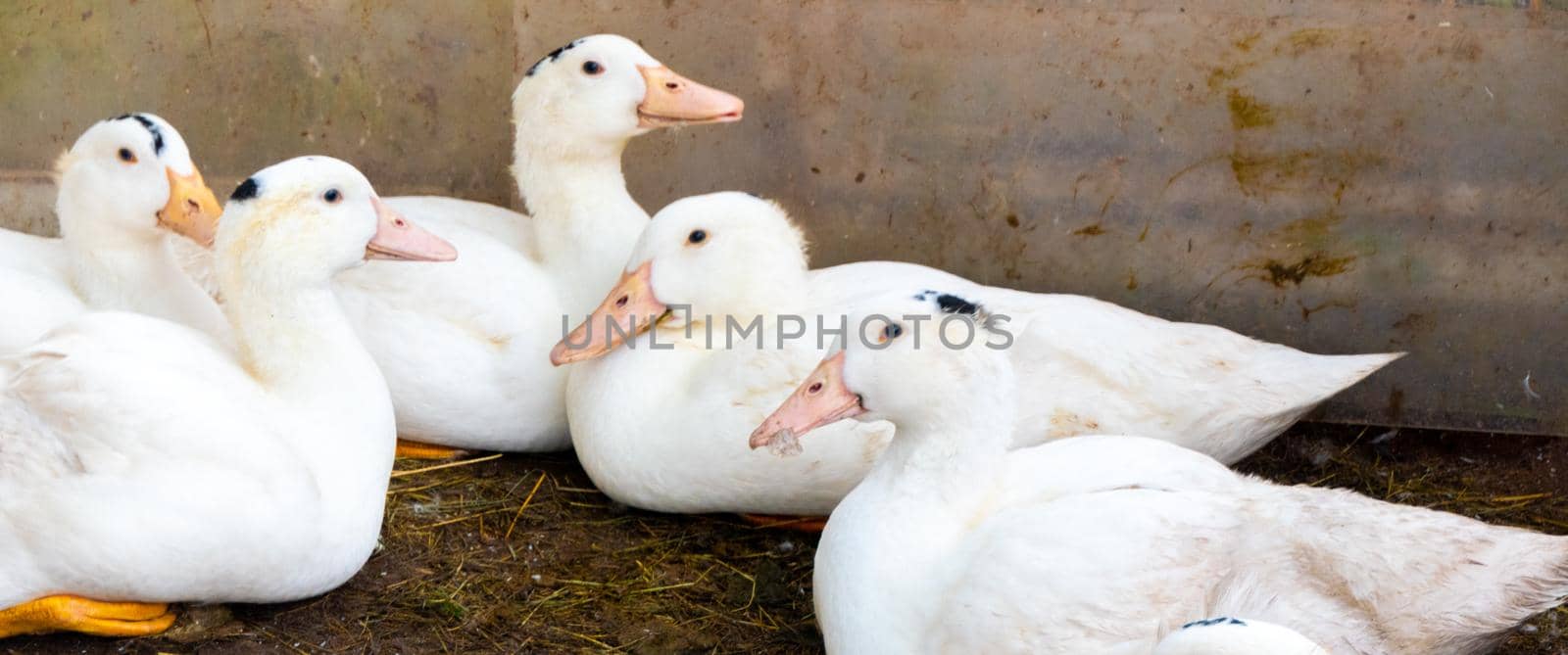 Flock of white domestic geese. Ranch duck Feeding by kajasja