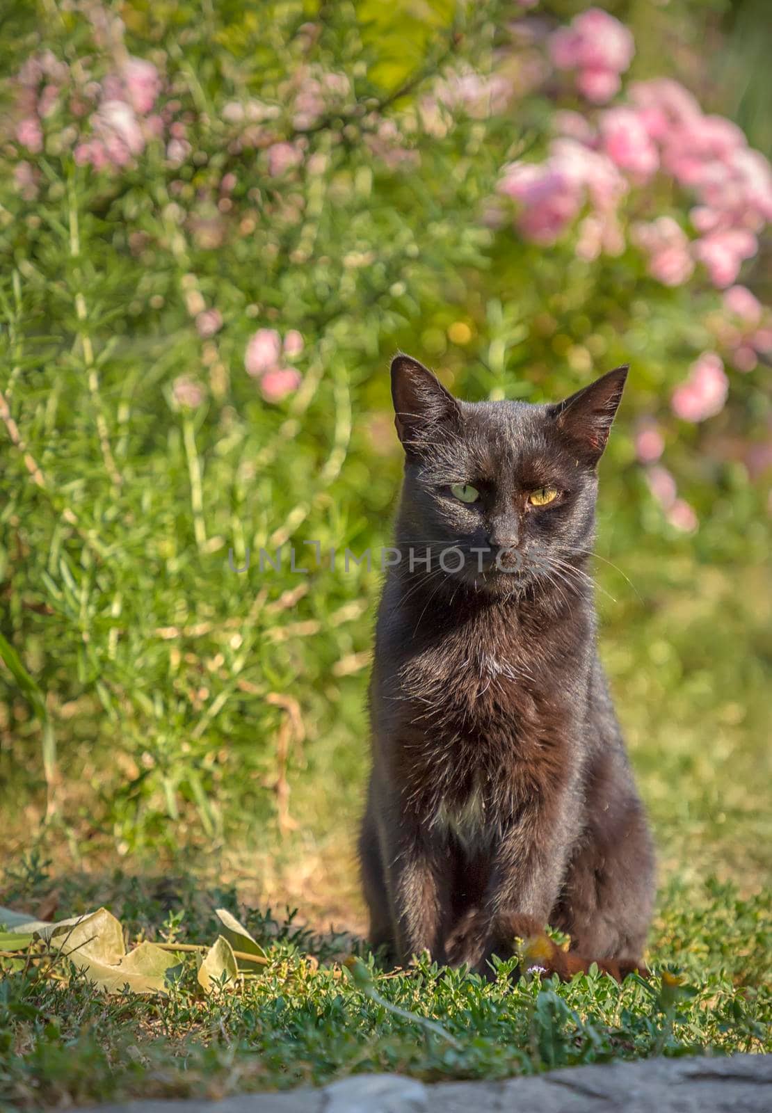 Wild black cat with different eyes close up. Cat with green and yellow eye by EdVal