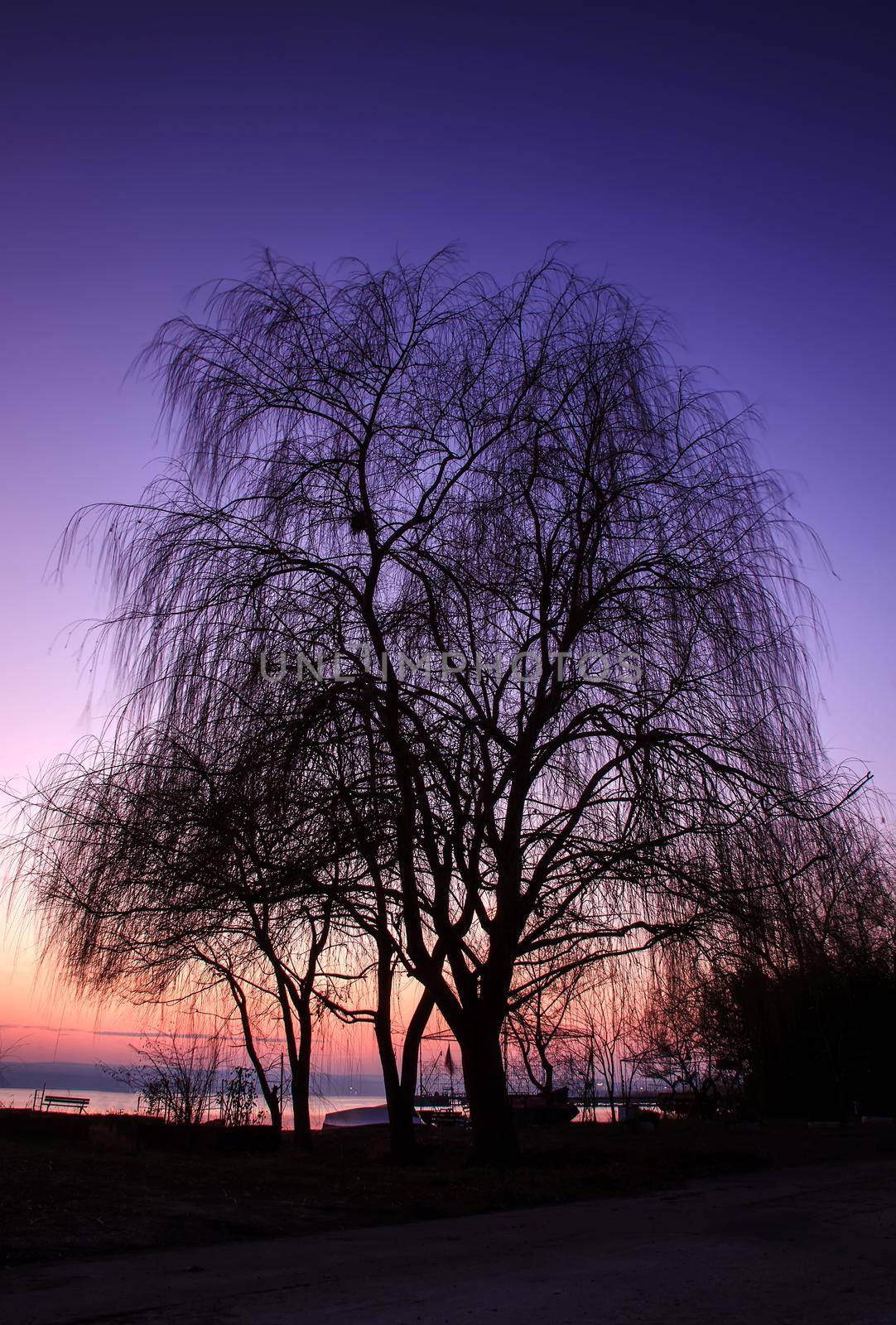 silhouette of tree,weeping willow after sunset