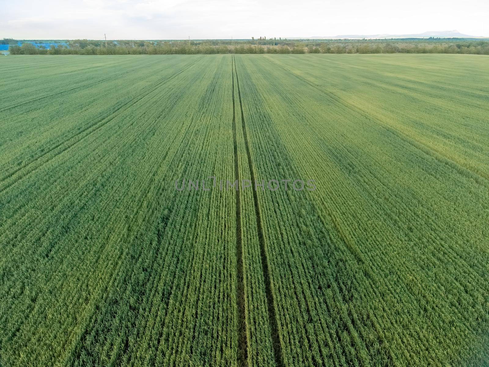 Green wheat field in countryside, close up. Field of wheat blowing in the wind at sunny spring day. Young and green Spikelets. Ears of barley crop in nature. Agronomy, industry and food production