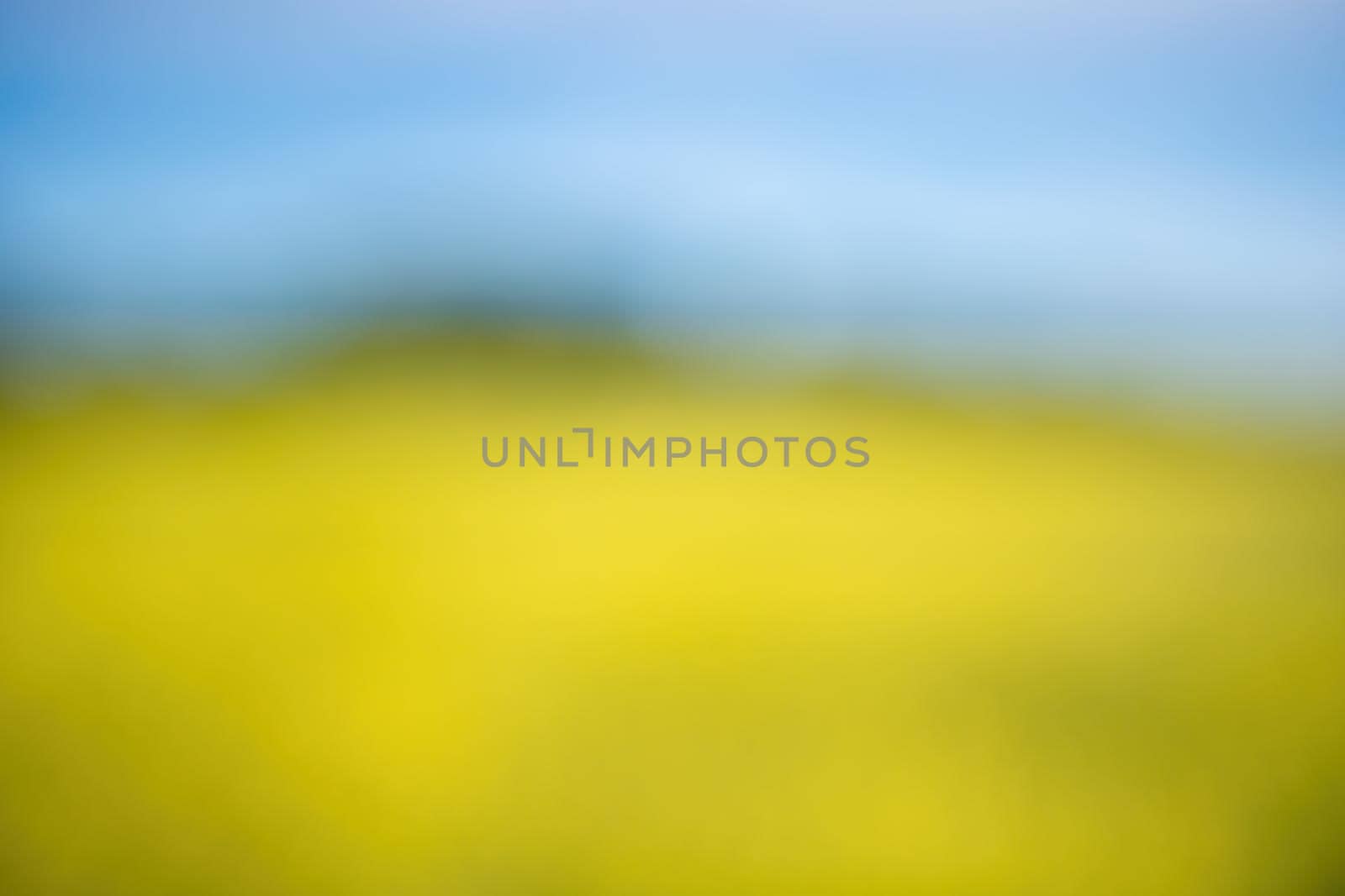 Abstract defocused Rapeseed, canola or colza field in Latin Brassica Napus, rape seed is plant for green energy and oil industry. Flowering rapeseed with blue sky and clouds by panophotograph