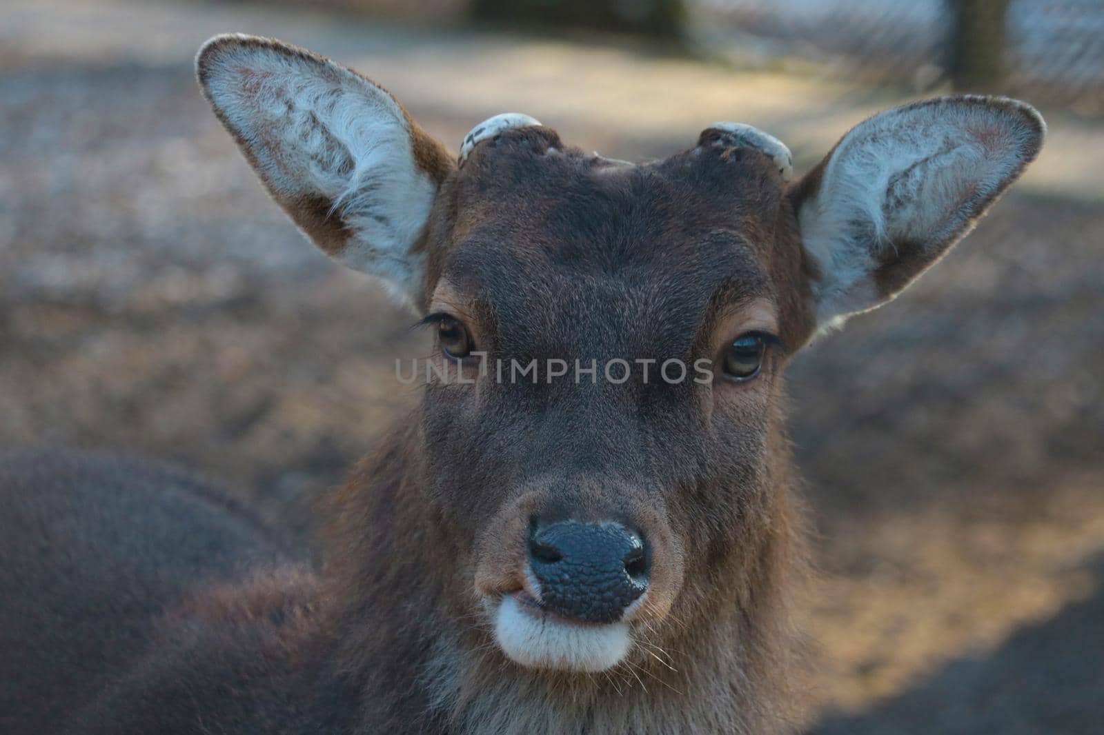 Portrait of a deer without antlers in the forest, wildlife