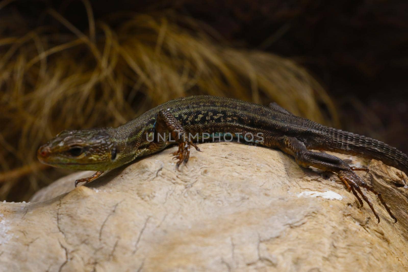 Selective focus, blurred background, lizard sitting on the rocks