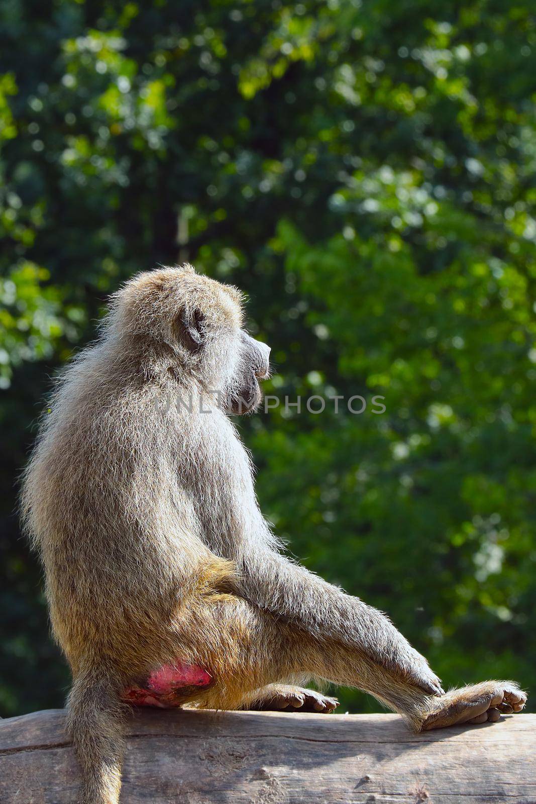 A macaque sits on a tree in the forest
