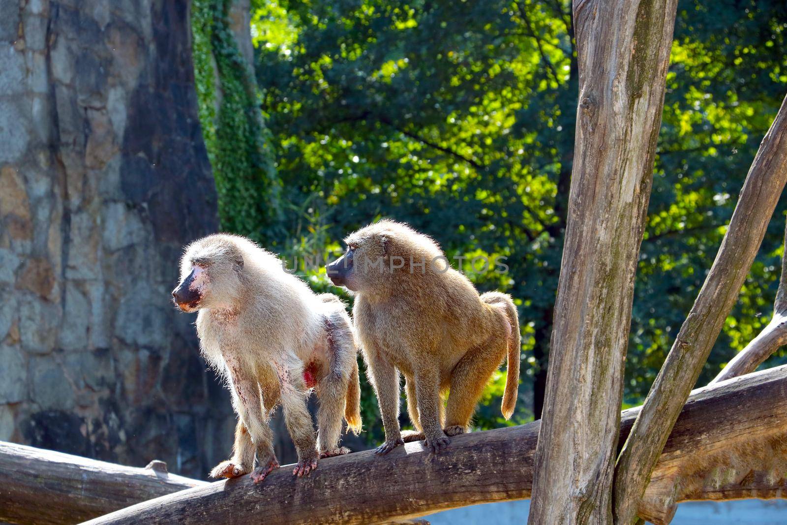 Close up of baboons on a tree