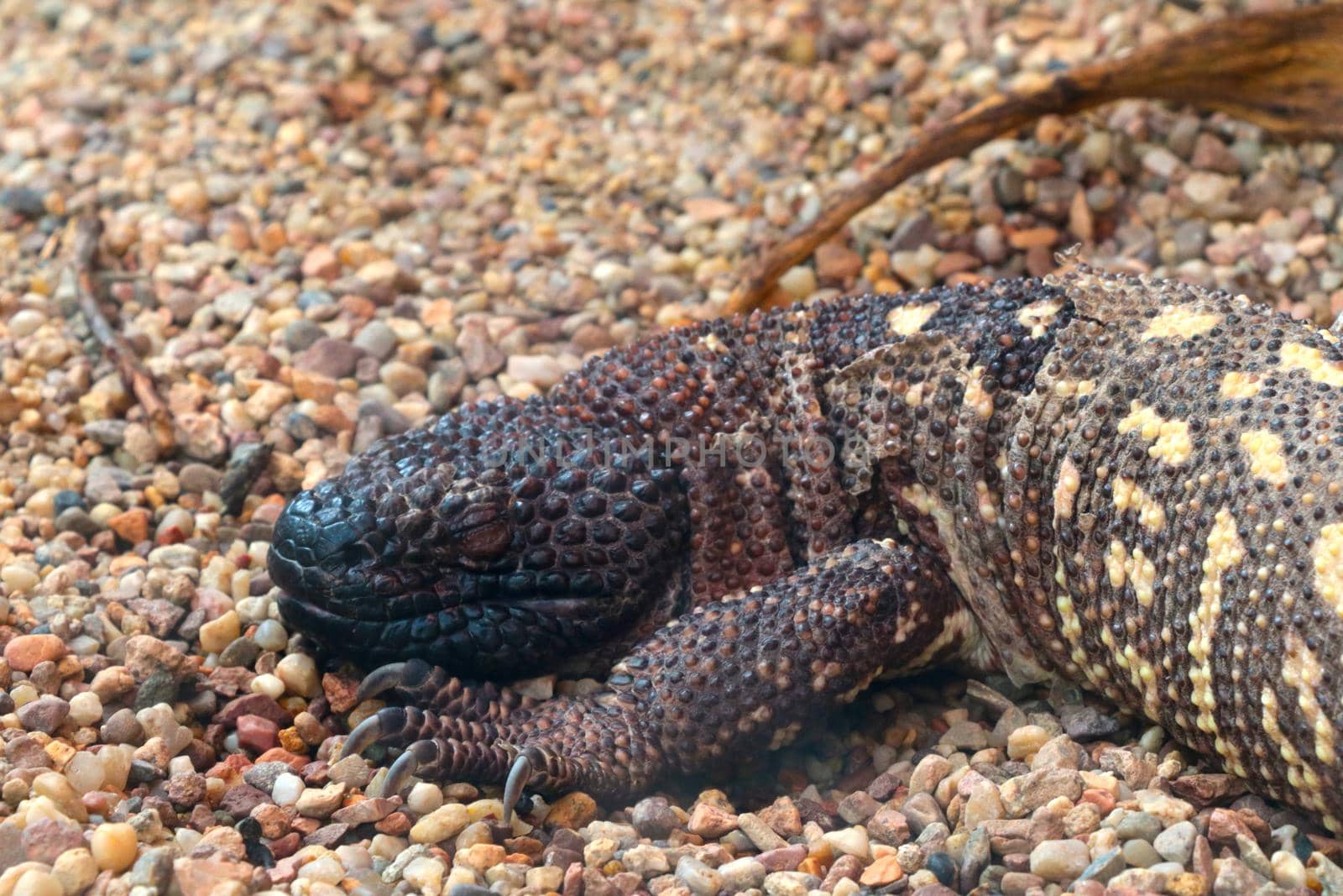 The Arizona gilatooth or vest is a poisonous lizard of the gilatooth family
