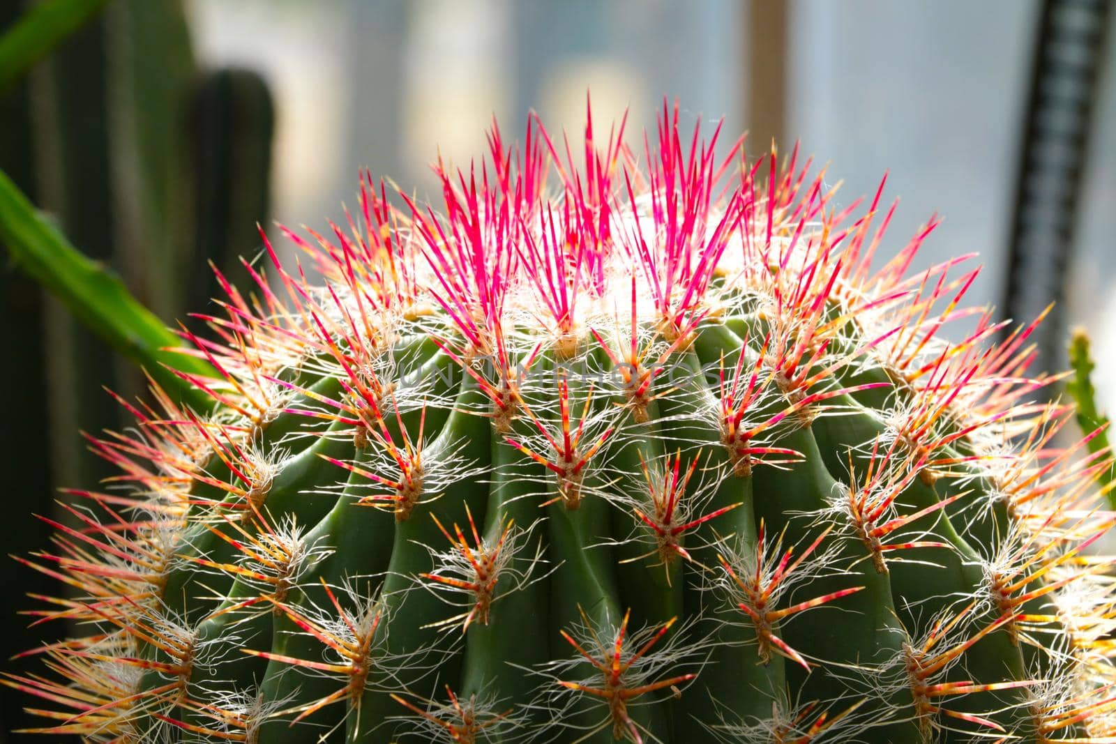 Close-up of a flowering cactus with large needles, a houseplant